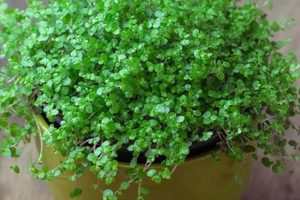 Easy Baby's Tears Plant Care: Grow Like a Pro! | Baby Care 101: Essential Tips for Happy, Healthy Babies