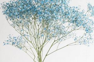 Stunning Blue Baby's Breath: Colors & Care Tips! Baby Care 101: Essential Tips for Happy, Healthy Babies Stunning Blue Baby's Breath: Colors & Care Tips! | Baby Care 101: Essential Tips for Happy, Healthy Babies