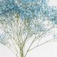 Stunning Blue Baby's Breath: Colors & Care Tips! | Baby Care 101: Essential Tips for Happy, Healthy Babies