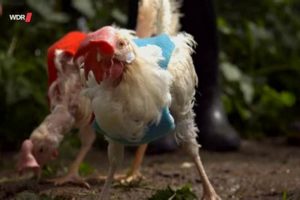 Why Baby Chickens Plump Up: The Fluffy Reason Explained | Baby Care 101: Essential Tips for Happy, Healthy Babies