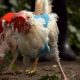 Why Baby Chickens Plump Up: The Fluffy Reason Explained | Baby Care 101: Essential Tips for Happy, Healthy Babies