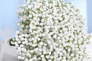 Baby's Breath Prices: How Much Do They Cost in [Year]? | Baby Care 101: Essential Tips for Happy, Healthy Babies