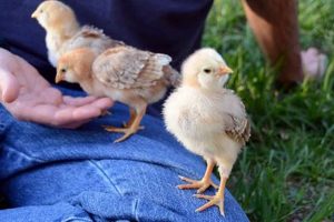 Raising Baby Roosters: Expert Care & Tips Baby Care 101: Essential Tips for Happy, Healthy Babies Raising Baby Roosters: Expert Care & Tips | Baby Care 101: Essential Tips for Happy, Healthy Babies