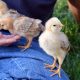 Raising Baby Roosters: Expert Care & Tips | Baby Care 101: Essential Tips for Happy, Healthy Babies