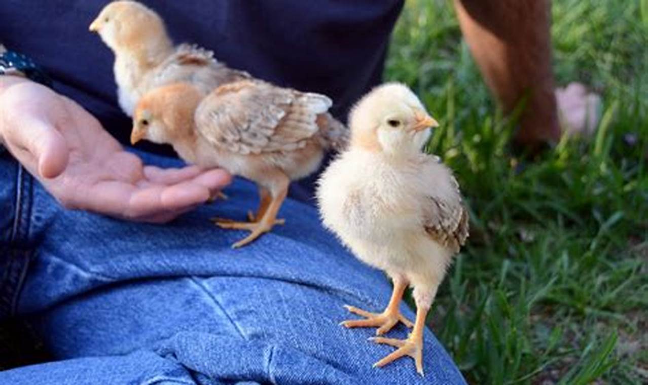 Raising Baby Roosters: Expert Care & Tips Baby Care 101: Essential Tips for Happy, Healthy Babies Raising Baby Roosters: Expert Care & Tips | Baby Care 101: Essential Tips for Happy, Healthy Babies