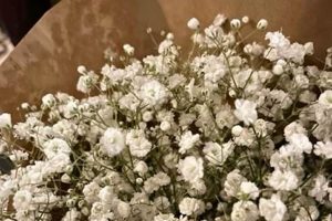 Lakewood's Baby's Breath: Where to Find & How to Use Baby Care 101: Essential Tips for Happy, Healthy Babies Lakewood's Baby's Breath: Where to Find & How to Use | Baby Care 101: Essential Tips for Happy, Healthy Babies