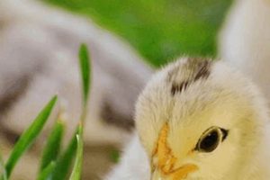 Easy Baby Chick Care Tips: Thriving From Day One! Baby Care 101: Essential Tips for Happy, Healthy Babies Easy Baby Chick Care Tips: Thriving From Day One! | Baby Care 101: Essential Tips for Happy, Healthy Babies