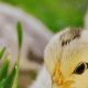 Easy Baby Chick Care Tips: Thriving From Day One! | Baby Care 101: Essential Tips for Happy, Healthy Babies