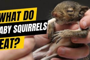 Baby Squirrels: What to Feed & Care Tips! | Baby Care 101: Essential Tips for Happy, Healthy Babies