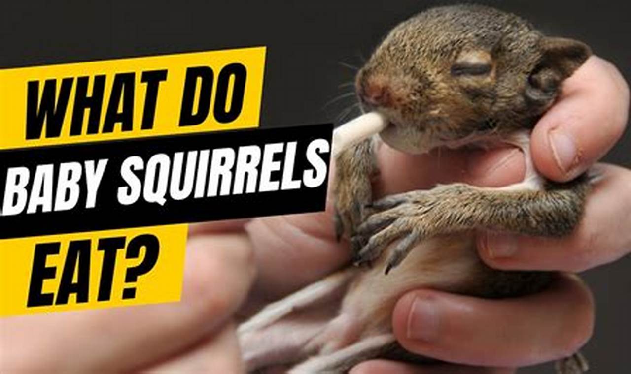 Baby Squirrels: What to Feed & Care Tips! | Baby Care 101: Essential Tips for Happy, Healthy Babies
