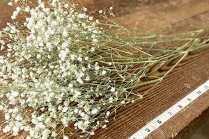 Buy Babys Breath Bulk Cheap For Weddings & More | Baby Care 101: Essential Tips for Happy, Healthy Babies