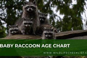 Raccoon Age: Baby Raccoon Age Chart - Guide For Babies | Baby Care 101: Essential Tips for Happy, Healthy Babies