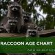 Raccoon Age: Baby Raccoon Age Chart - Guide For Babies | Baby Care 101: Essential Tips for Happy, Healthy Babies