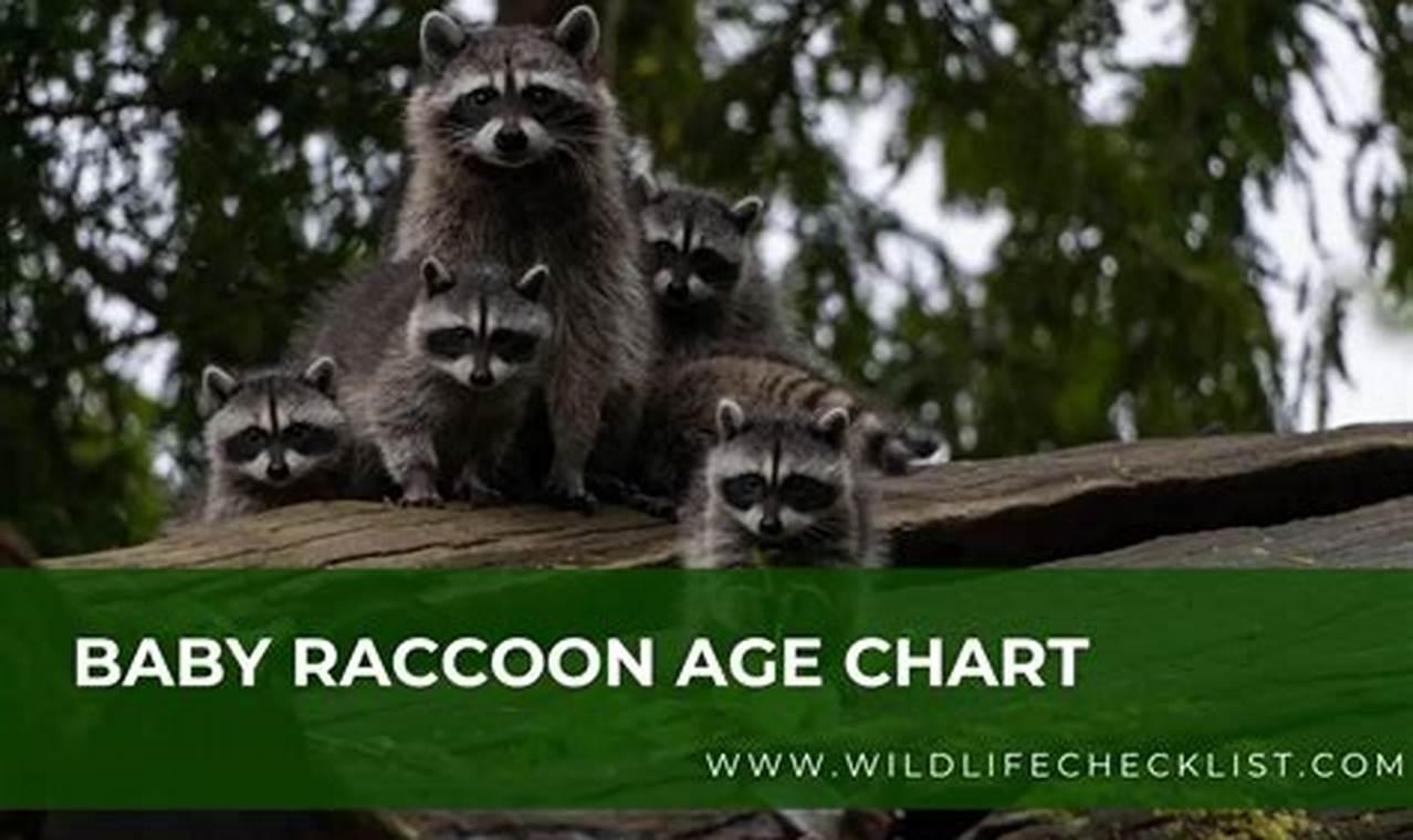 Raccoon Age: Baby Raccoon Age Chart - Guide For Babies | Baby Care 101: Essential Tips for Happy, Healthy Babies