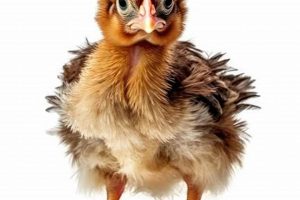 Raising Baby Roosters: Care Tips & Advice | Baby Care 101: Essential Tips for Happy, Healthy Babies