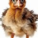 Raising Baby Roosters: Care Tips & Advice | Baby Care 101: Essential Tips for Happy, Healthy Babies