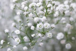 Gentle Baby Breath Flower Smell: A Fragrant Guide Baby Care 101: Essential Tips for Happy, Healthy Babies Gentle Baby Breath Flower Smell: A Fragrant Guide | Baby Care 101: Essential Tips for Happy, Healthy Babies