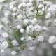 Gentle Baby Breath Flower Smell: A Fragrant Guide | Baby Care 101: Essential Tips for Happy, Healthy Babies
