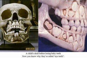 Understanding Baby Teeth Skull Development: A Guide | Baby Care 101: Essential Tips for Happy, Healthy Babies