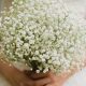 Dreamy Baby's Breath Bridal Bouquet Ideas + Care | Baby Care 101: Essential Tips for Happy, Healthy Babies