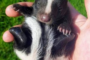 Baby Fox or Skunk Name: Kits, Pups & More! Baby Care 101: Essential Tips for Happy, Healthy Babies Baby Fox or Skunk Name: Kits, Pups & More! | Baby Care 101: Essential Tips for Happy, Healthy Babies