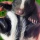 Baby Fox or Skunk Name: Kits, Pups & More! | Baby Care 101: Essential Tips for Happy, Healthy Babies