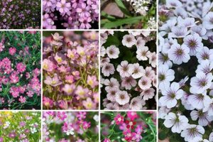 Buy Baby's Breath Seeds: Plant & Grow Tips Baby Care 101: Essential Tips for Happy, Healthy Babies Buy Baby's Breath Seeds: Plant & Grow Tips | Baby Care 101: Essential Tips for Happy, Healthy Babies