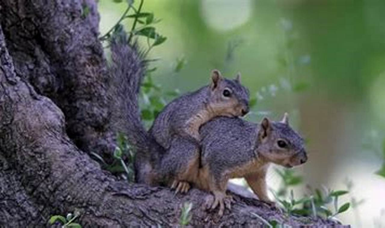 Squirrel Litters: How Many Babies *Really* At a Time? Baby Care 101: Essential Tips for Happy, Healthy Babies Squirrel Litters: How Many Babies *Really* At a Time? | Baby Care 101: Essential Tips for Happy, Healthy Babies