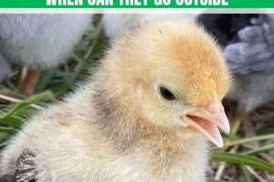 Baby Chick Outdoors: When Can Chicks Go Outside Safely? Baby Care 101: Essential Tips for Happy, Healthy Babies Baby Chick Outdoors: When Can Chicks Go Outside Safely? | Baby Care 101: Essential Tips for Happy, Healthy Babies