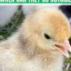 Baby Chick Outdoors: When Can Chicks Go Outside Safely? | Baby Care 101: Essential Tips for Happy, Healthy Babies