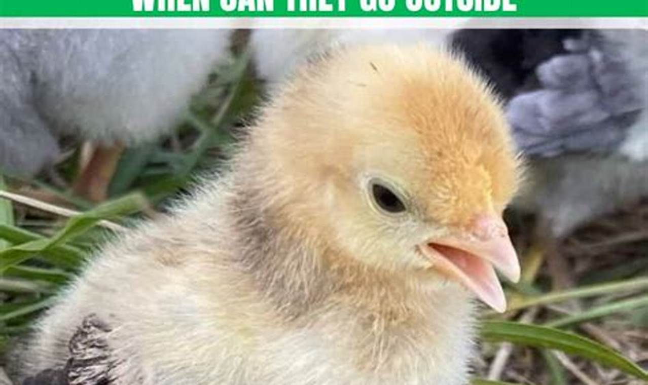 Baby Chick Outdoors: When Can Chicks Go Outside Safely? Baby Care 101: Essential Tips for Happy, Healthy Babies Baby Chick Outdoors: When Can Chicks Go Outside Safely? | Baby Care 101: Essential Tips for Happy, Healthy Babies