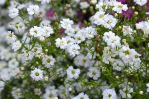 Grow Gorgeous Annual Baby's Breath: Care & Uses Baby Care 101: Essential Tips for Happy, Healthy Babies Grow Gorgeous Annual Baby's Breath: Care & Uses | Baby Care 101: Essential Tips for Happy, Healthy Babies