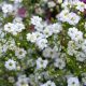 Grow Gorgeous Annual Baby's Breath: Care & Uses | Baby Care 101: Essential Tips for Happy, Healthy Babies