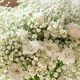 Shop Beautiful Baby Breath Bouquets Online + Care Tips | Baby Care 101: Essential Tips for Happy, Healthy Babies