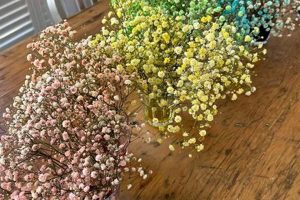 Buy Radiant Rainbow Baby's Breath: Colorful Blooms! | Baby Care 101: Essential Tips for Happy, Healthy Babies