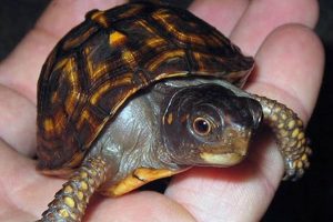 Caring for Little Baby Box Turtles: A Beginner's Guide Baby Care 101: Essential Tips for Happy, Healthy Babies Caring for Little Baby Box Turtles: A Beginner's Guide | Baby Care 101: Essential Tips for Happy, Healthy Babies