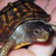 Caring for Little Baby Box Turtles: A Beginner's Guide | Baby Care 101: Essential Tips for Happy, Healthy Babies