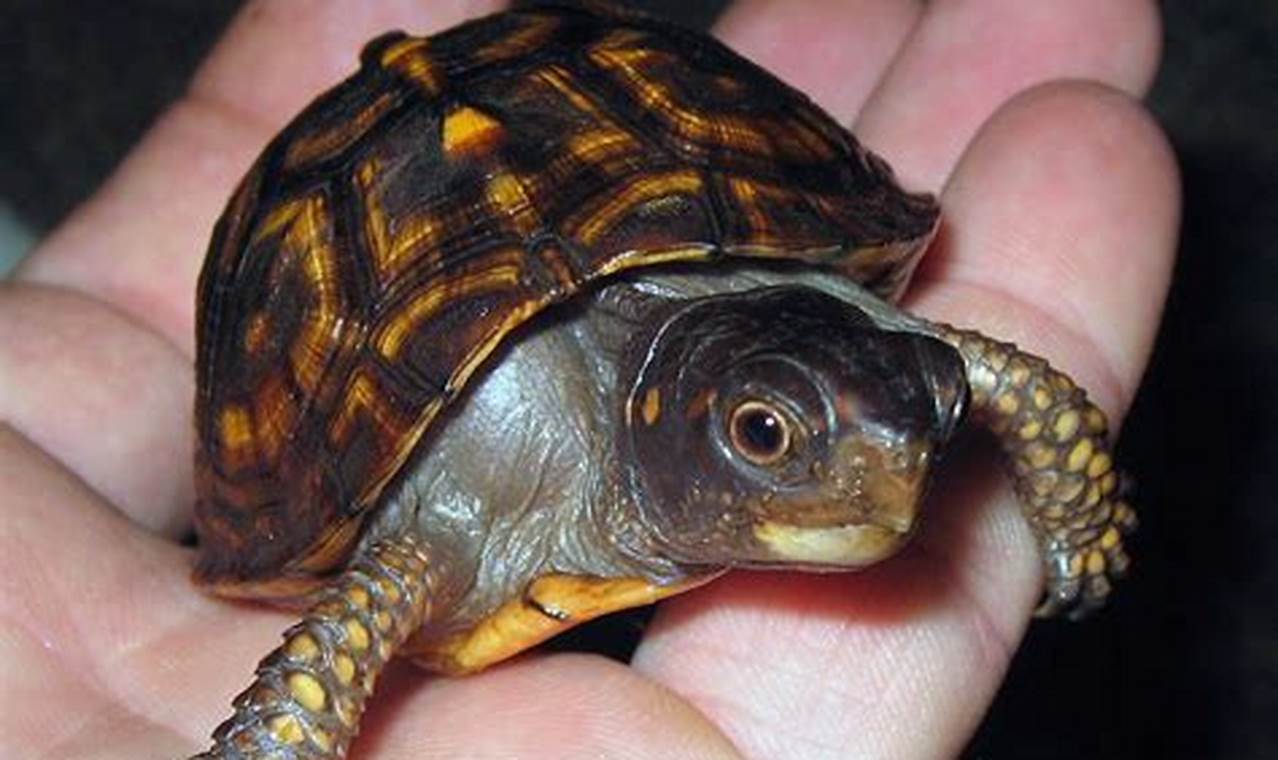 Caring for Little Baby Box Turtles: A Beginner's Guide Baby Care 101: Essential Tips for Happy, Healthy Babies Caring for Little Baby Box Turtles: A Beginner's Guide | Baby Care 101: Essential Tips for Happy, Healthy Babies
