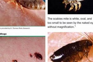 What is a Baby Flea? Flea Larvae Guide & Tips Baby Care 101: Essential Tips for Happy, Healthy Babies What is a Baby Flea? Flea Larvae Guide & Tips | Baby Care 101: Essential Tips for Happy, Healthy Babies