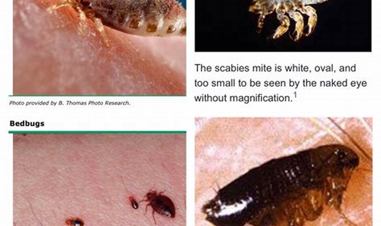 What is a Baby Flea? Flea Larvae Guide & Tips Baby Care 101: Essential Tips for Happy, Healthy Babies What is a Baby Flea? Flea Larvae Guide & Tips | Baby Care 101: Essential Tips for Happy, Healthy Babies