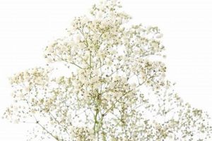 Buy Fresh Baby's Breath: Care & Lasting Beauty Tips Baby Care 101: Essential Tips for Happy, Healthy Babies Buy Fresh Baby's Breath: Care & Lasting Beauty Tips | Baby Care 101: Essential Tips for Happy, Healthy Babies