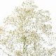 Buy Fresh Baby's Breath: Care &amp; Lasting Beauty Tips | Baby Care 101: Essential Tips for Happy, Healthy Babies