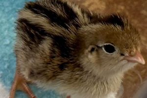 Buy Adorable Baby Quail For Sale - Hatchlings Available! Baby Care 101: Essential Tips for Happy, Healthy Babies Buy Adorable Baby Quail For Sale - Hatchlings Available! | Baby Care 101: Essential Tips for Happy, Healthy Babies