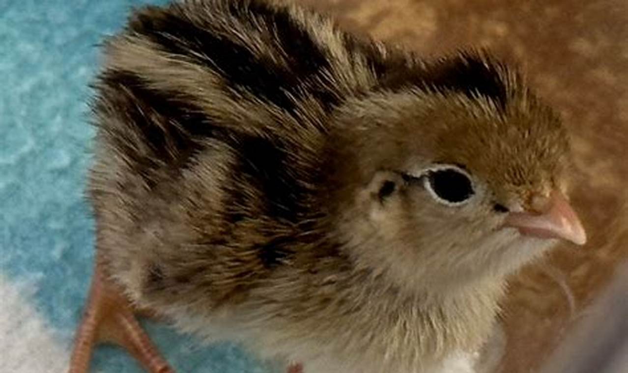 Buy Adorable Baby Quail For Sale - Hatchlings Available! | Baby Care 101: Essential Tips for Happy, Healthy Babies