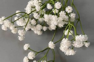 Are Baby Breath Flowers Real? Facts and Uses of Real Gypsophila | Baby Care 101: Essential Tips for Happy, Healthy Babies