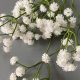 Are Baby Breath Flowers Real? Facts and Uses of Real Gypsophila | Baby Care 101: Essential Tips for Happy, Healthy Babies