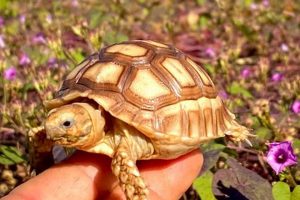 Care Tips: Sulcata Tortoise Baby (Growing Strong!) | Baby Care 101: Essential Tips for Happy, Healthy Babies
