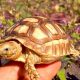 Care Tips: Sulcata Tortoise Baby (Growing Strong!) | Baby Care 101: Essential Tips for Happy, Healthy Babies