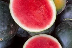 Understanding the Watermelon Sugar Baby Dynamic Baby Care 101: Essential Tips for Happy, Healthy Babies Understanding the Watermelon Sugar Baby Dynamic | Baby Care 101: Essential Tips for Happy, Healthy Babies