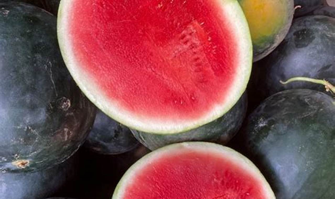 Understanding the Watermelon Sugar Baby Dynamic Baby Care 101: Essential Tips for Happy, Healthy Babies Understanding the Watermelon Sugar Baby Dynamic | Baby Care 101: Essential Tips for Happy, Healthy Babies